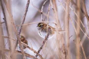 White-throated Sparrow (Zonotrichia albicollis)