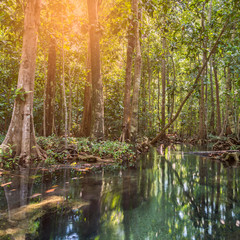 Mangrove trees in a peat swamp forest. Tha Pom canal area, Krabi province, Thailand