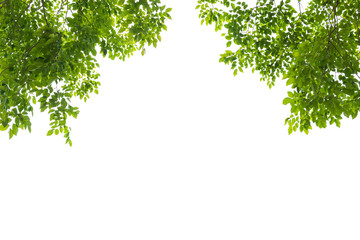 Fototapeta premium green leaf isolated on white background
