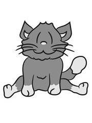 seated sweet cute kitten fluffy fur