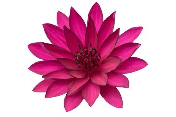 Selbstklebende Fototapete Wasserlilien Lotusblume isoliert auf weißem Hintergrund.