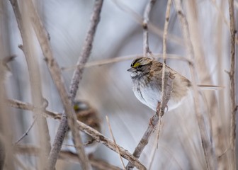 White-throated Sparrow (Zonotrichia albicollis)