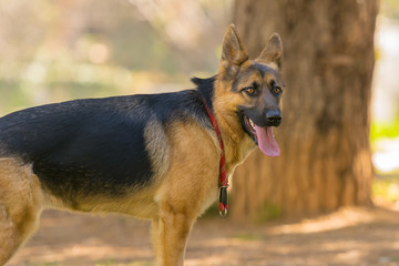 German shepherd portrait at a park.
