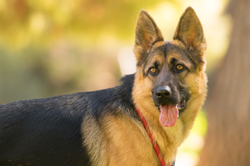 German shepherd dog portrait. A close up look.
