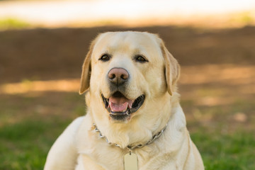 Labrador dog portrait.

