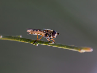 Hoverfly.
Syrphid (Syrphidae)  photographed in their natural environment.