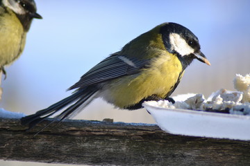 птица синица зима кормушка 2