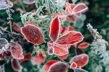 Frozen leaves background