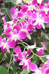 orchid flowers with the nature.