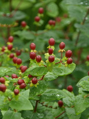 雨に濡れるヒペリカム