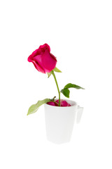Rose in coffee cup isolate with clipping path (concept for valentine surprise)