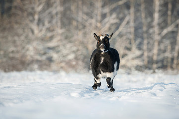 Funny fat dwarf goat running outdoors in winter © Rita Kochmarjova
