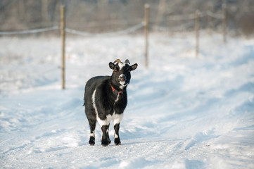 Little dwarf goat walking outdoors in winter © Rita Kochmarjova