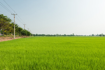Green landscape with the paddy field in Thailand