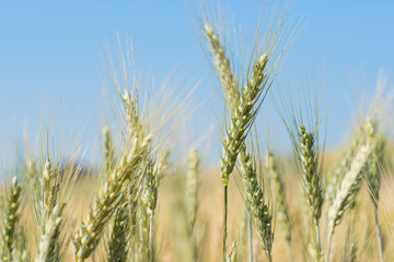 wheat field in the northern of Thailand