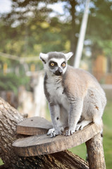 Lemur in nature