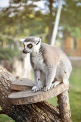 Lemur in nature