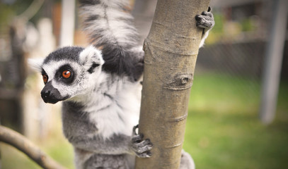 Lemur in nature