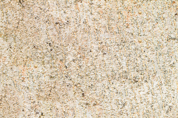 Bark of the tree texture background