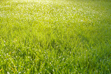 Wet grass field with dew drops