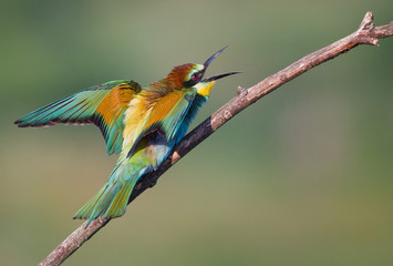 Angry Bee-eater