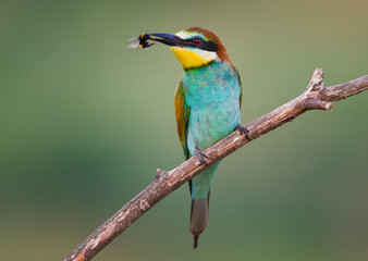 Bee-eater and Bumblebee