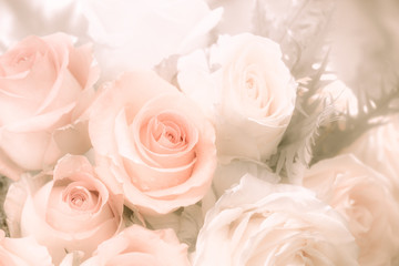Obraz na płótnie Canvas Soft roses