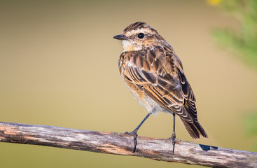 Whinchat