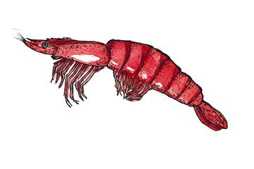 Watercolor Hand drawn sketch graphics shrimp isolated

