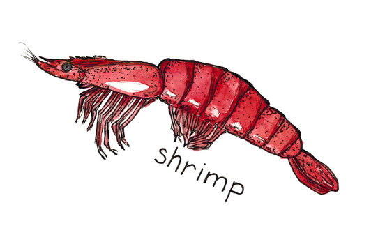 Watercolor Hand drawn sketch graphics shrimp isolated
