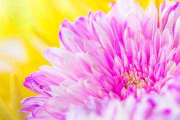 Pattern and texture from soft and colorful flowers