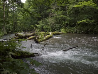 奥入瀬渓流 倒木