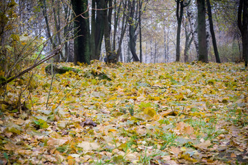 Trees in Autumn Park