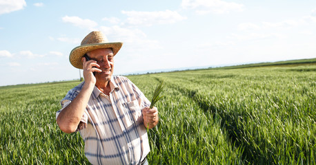 Farmer standing in a wheat field and talking on phone