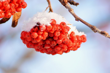 ягоды рябина зима два