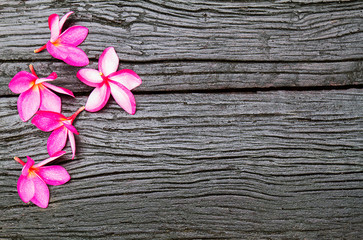 Pink flowers on vintage black wooden background