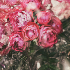 Pink roses in ground. Retro vintage hipster filter effect