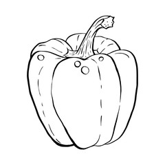 Outline hand drawn sketch of paprika
