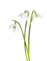 Three snowdrop flowers isolated on white background