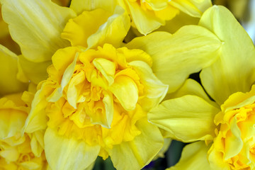 Yellow daffodils macro