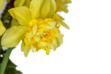One daffodils macro