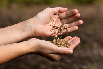 hands pouring rye grains