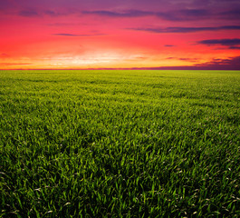 Sunset on field