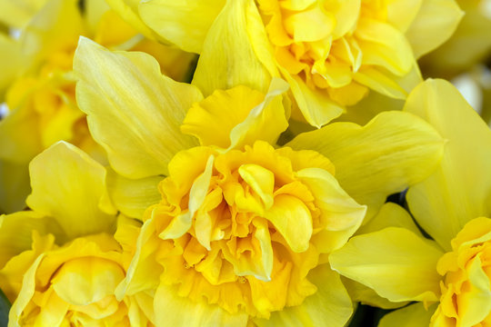 Yellow daffodils macro