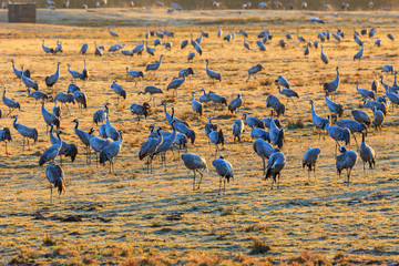 Flock of cranes on a field