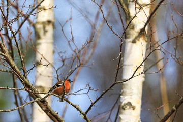 Male Chaffinch on a tree branch
