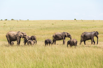 Elephants at a small watering hole on the savanna