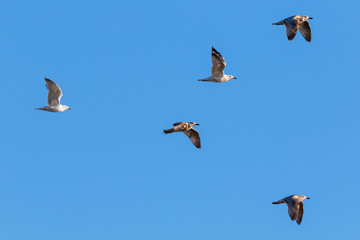 Flock of Herring gulls in the sky