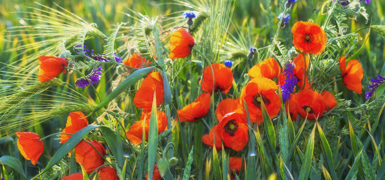 Fototapeta Polne maki pośród traw i kwiatów polnych