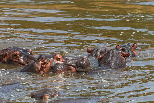 Flock of Hippos bathing in the water